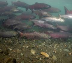 Diversity in Freshwater Life History in Spring and Summer Chinook Salmon from the Fraser River, Canada image